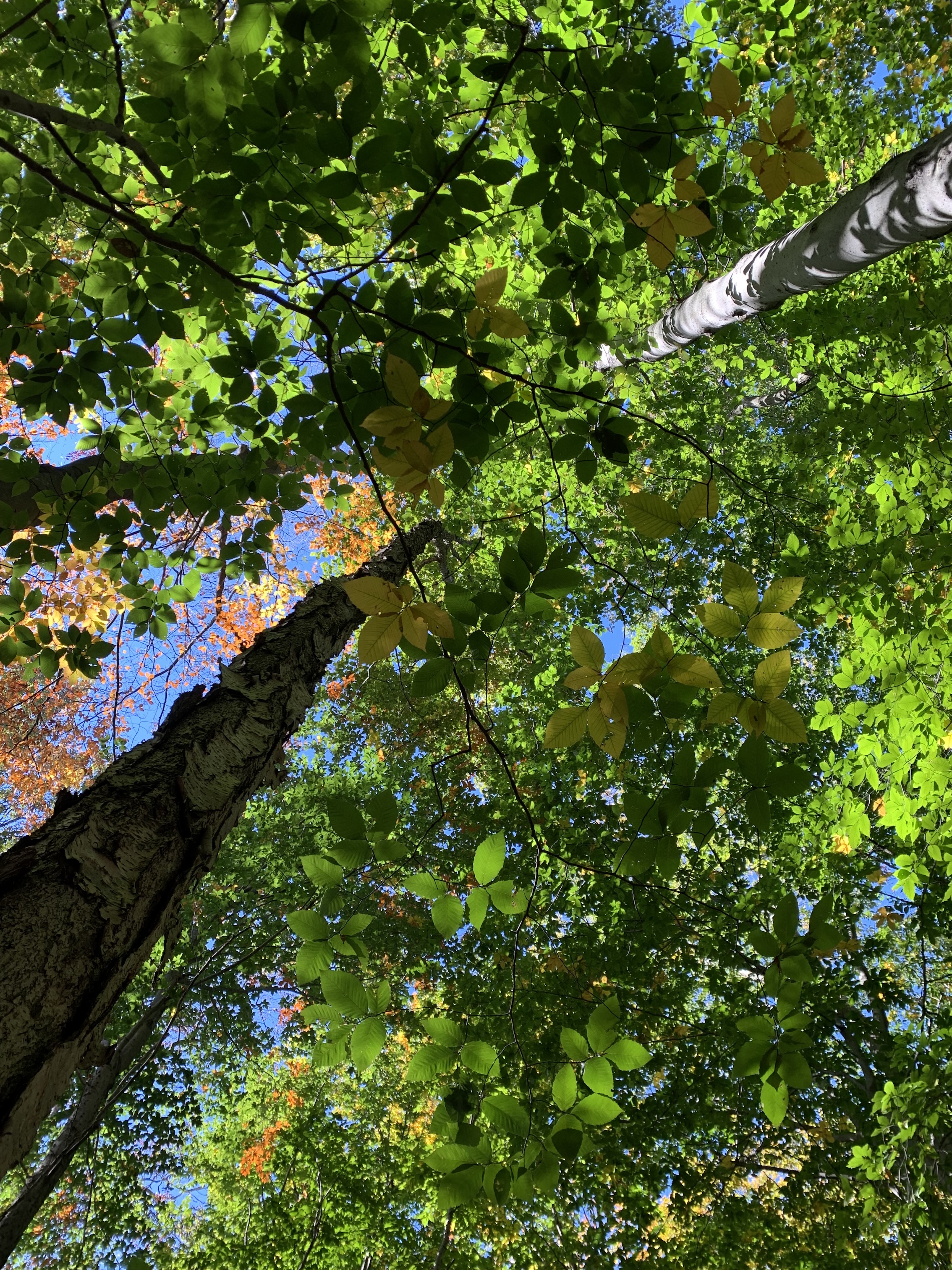 Looking up through a mature layered forest canopy, blue sky visible through autumn leaves