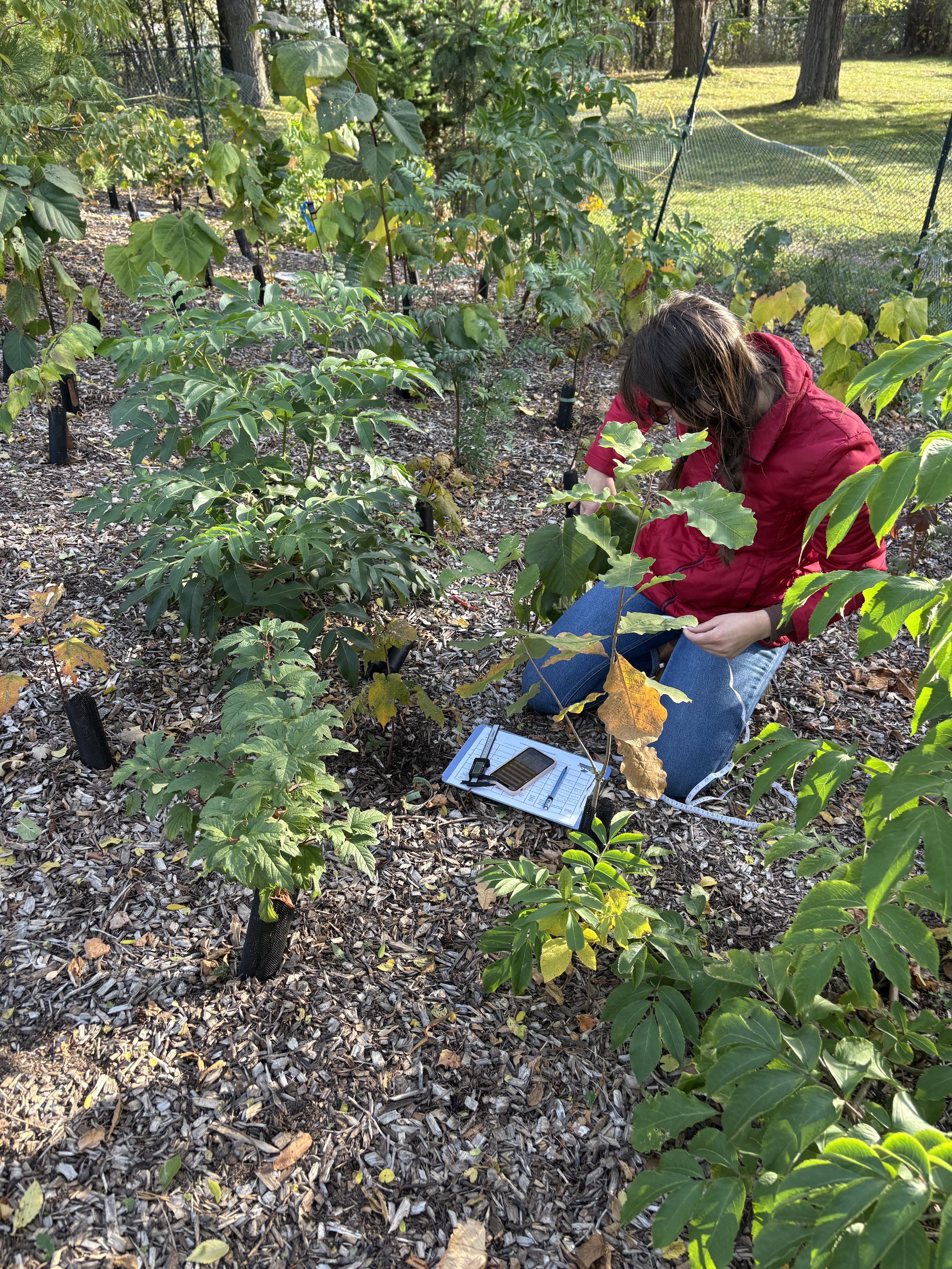 Researcher with clipboard recording data among dense green planting at the tiny forest