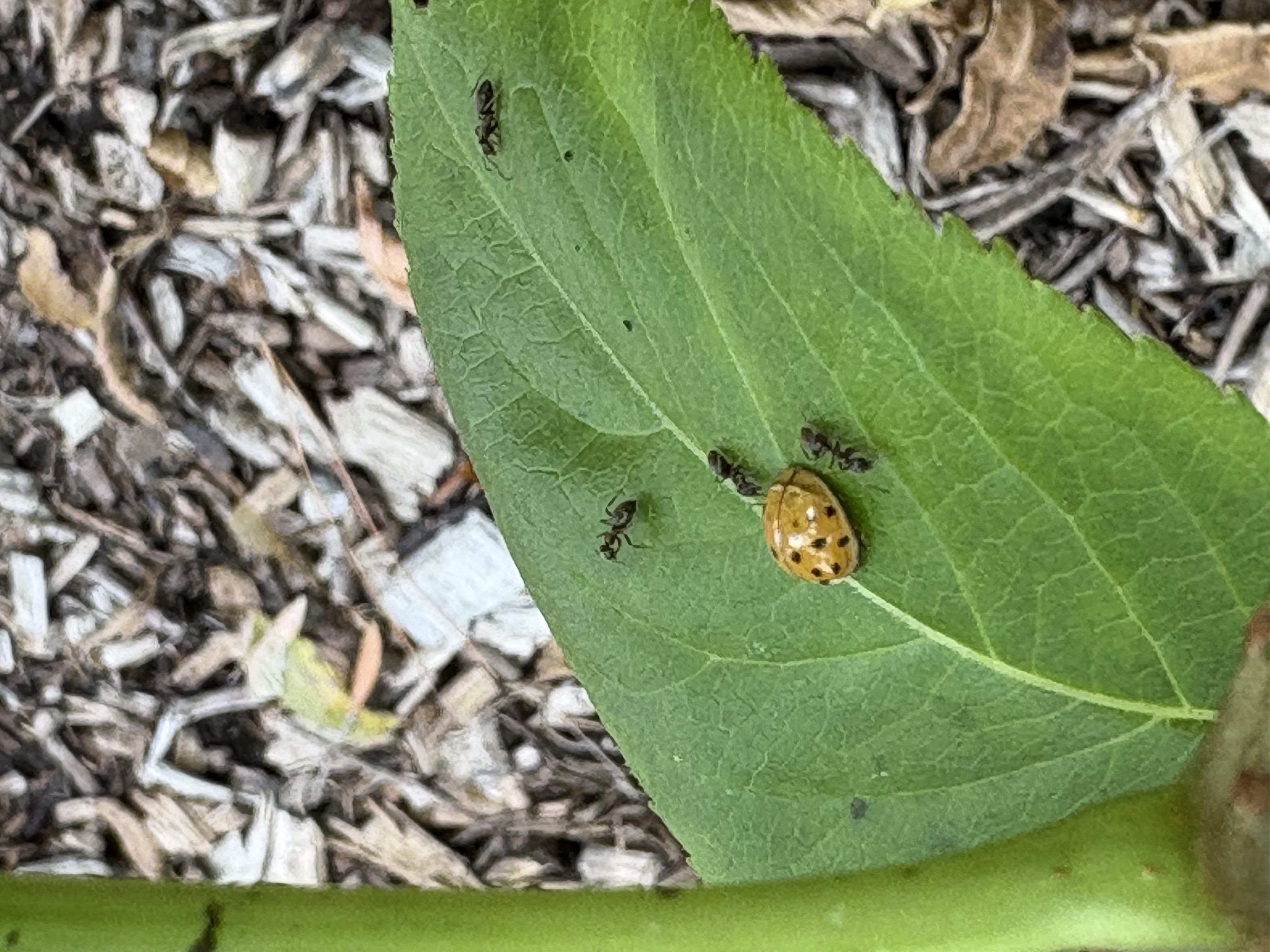 Ladybug surrounded by ants on a leaf in the tiny forest — evidence of invertebrate biodiversity establishing