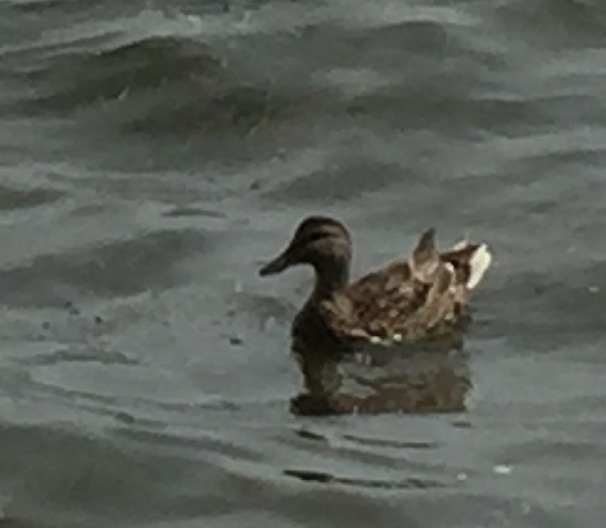 A duck swimming — Mabata means 'duck' in Swahili