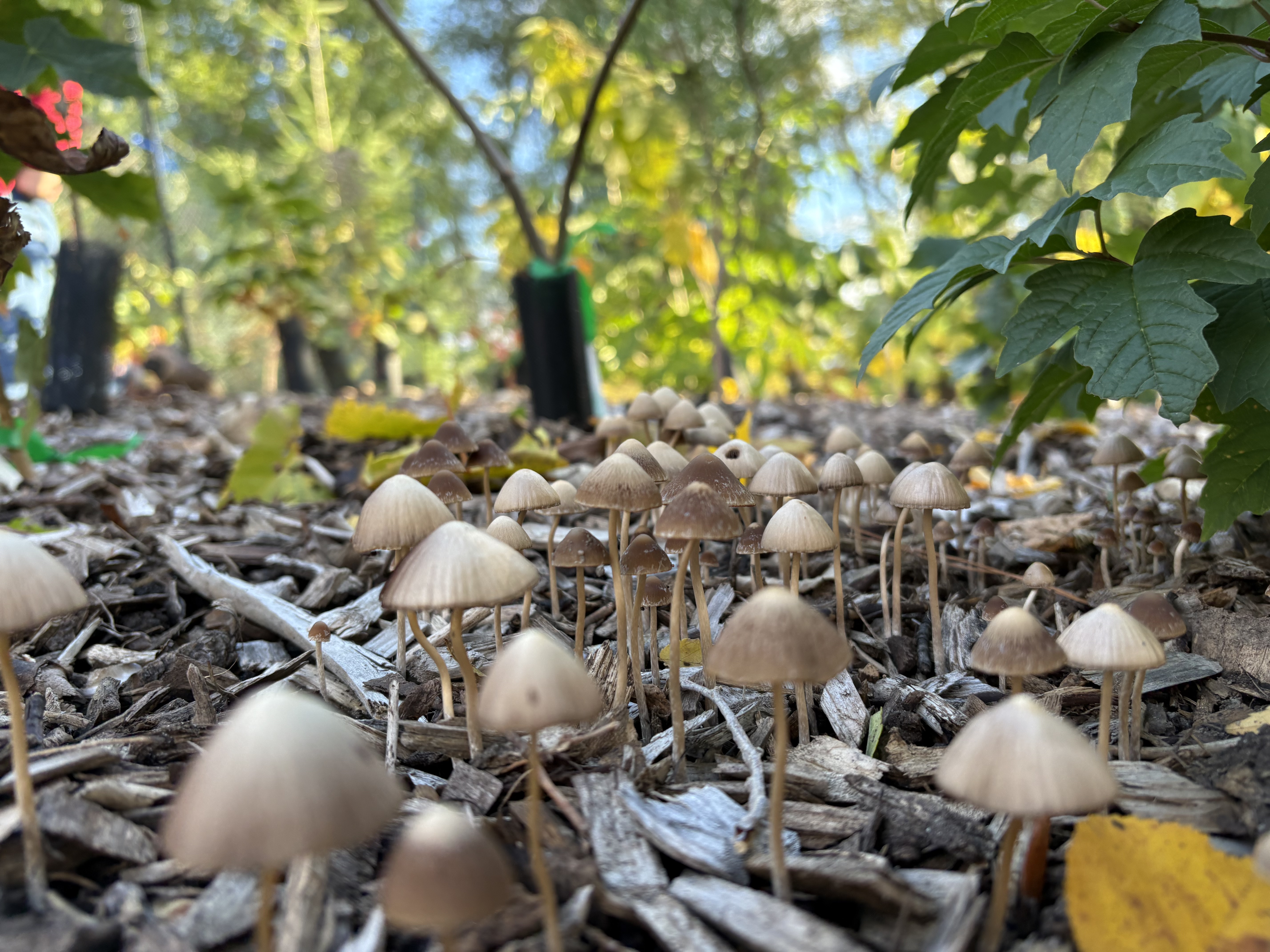 Dense cluster of tiny mushrooms emerging from wood chip mulch at the tiny forest, with the planting blurred behind