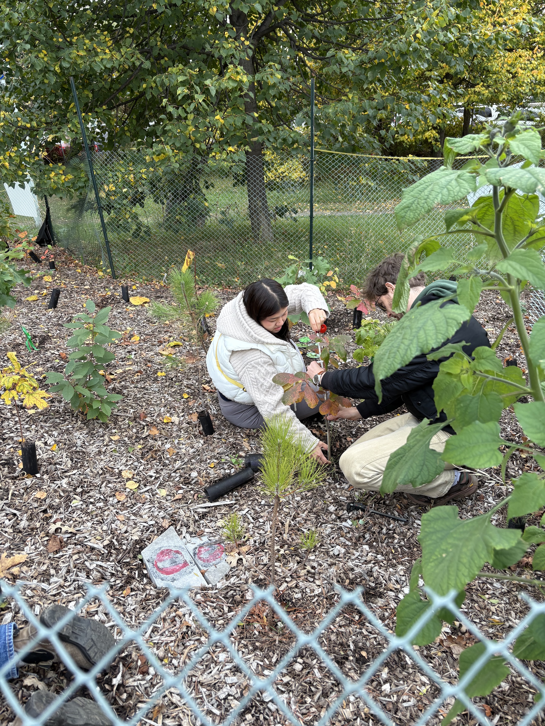 Three team members clustered together measuring a plant with clipboard and phone in the tiny forest