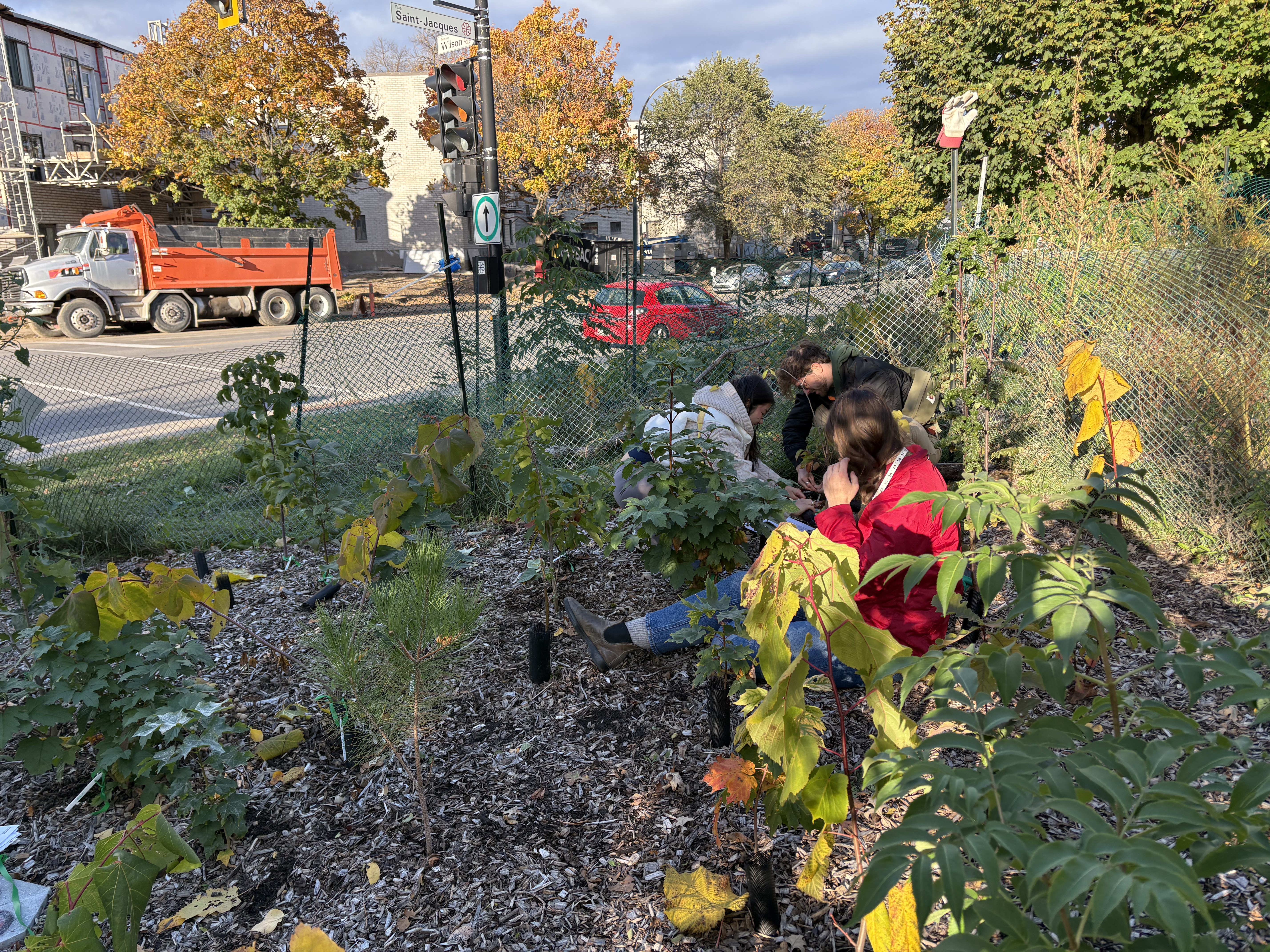 Team measuring trees at Saint-Jacques and Wilson, Montréal, with city street and autumn trees visible behind
