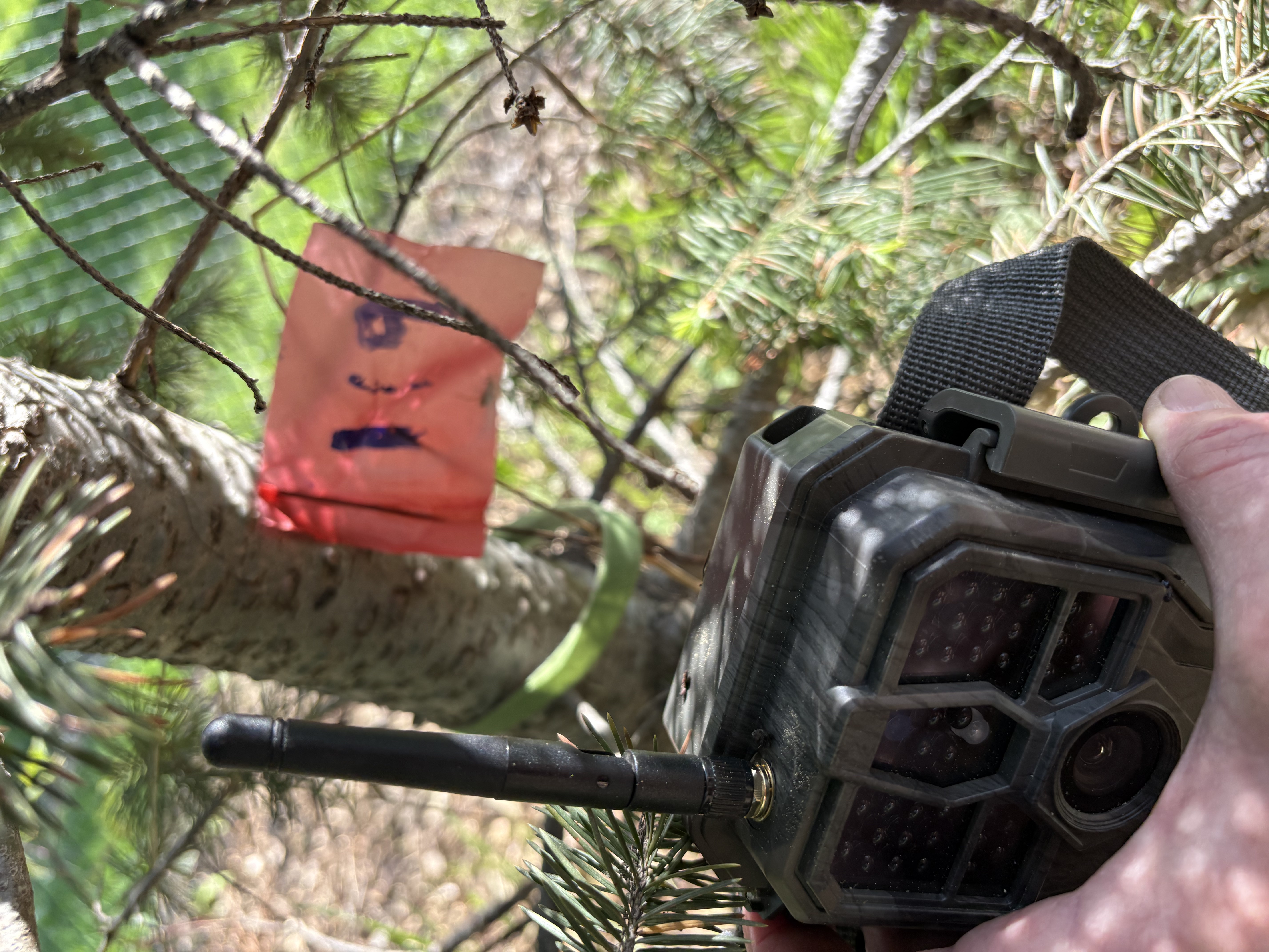 Trail camera with antenna being held against a pine trunk in the forest